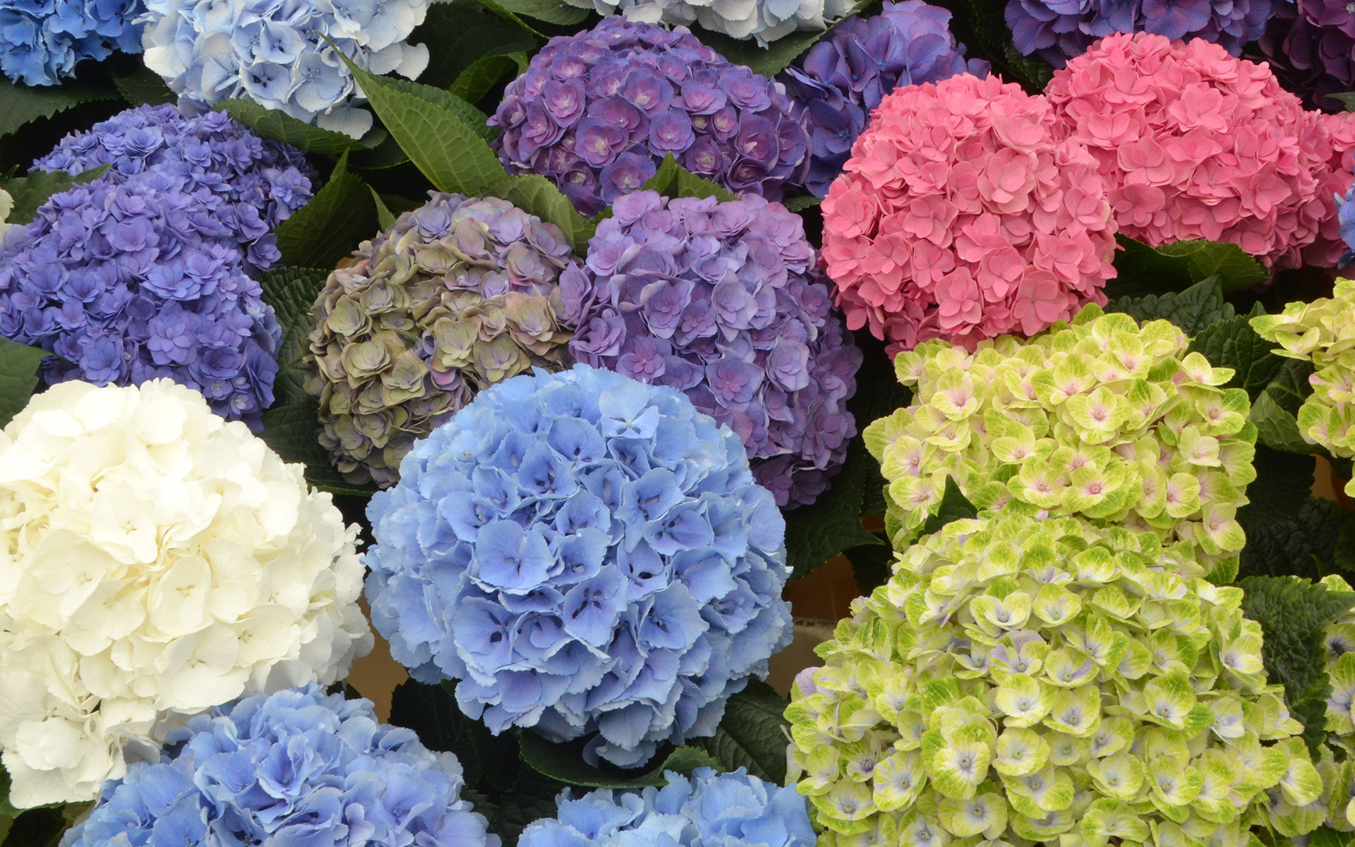 Hydrangea Breeders Association