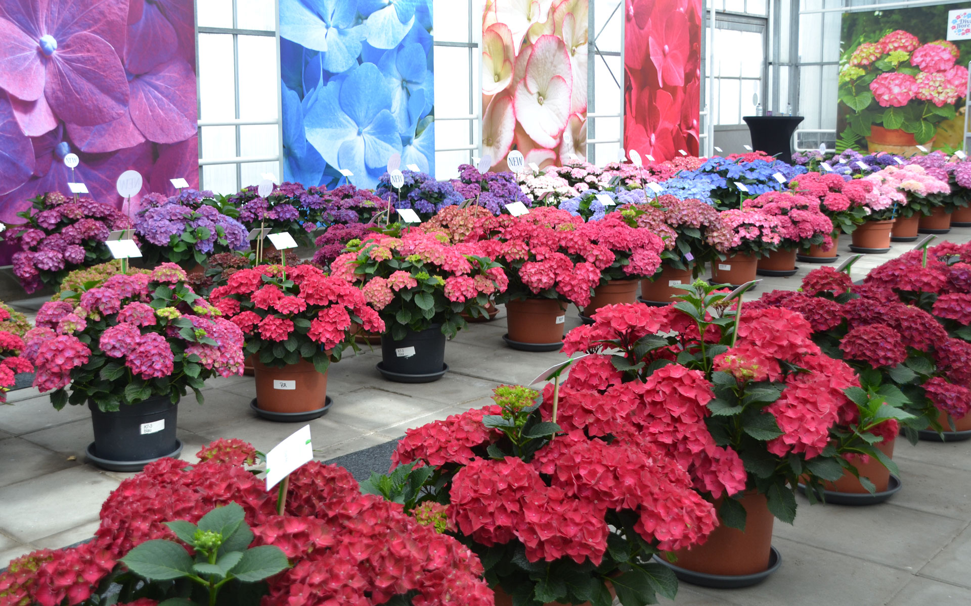 catch-up-on-hba-vip-event-with-60-varieties-in-de-kwakel-hydrangea