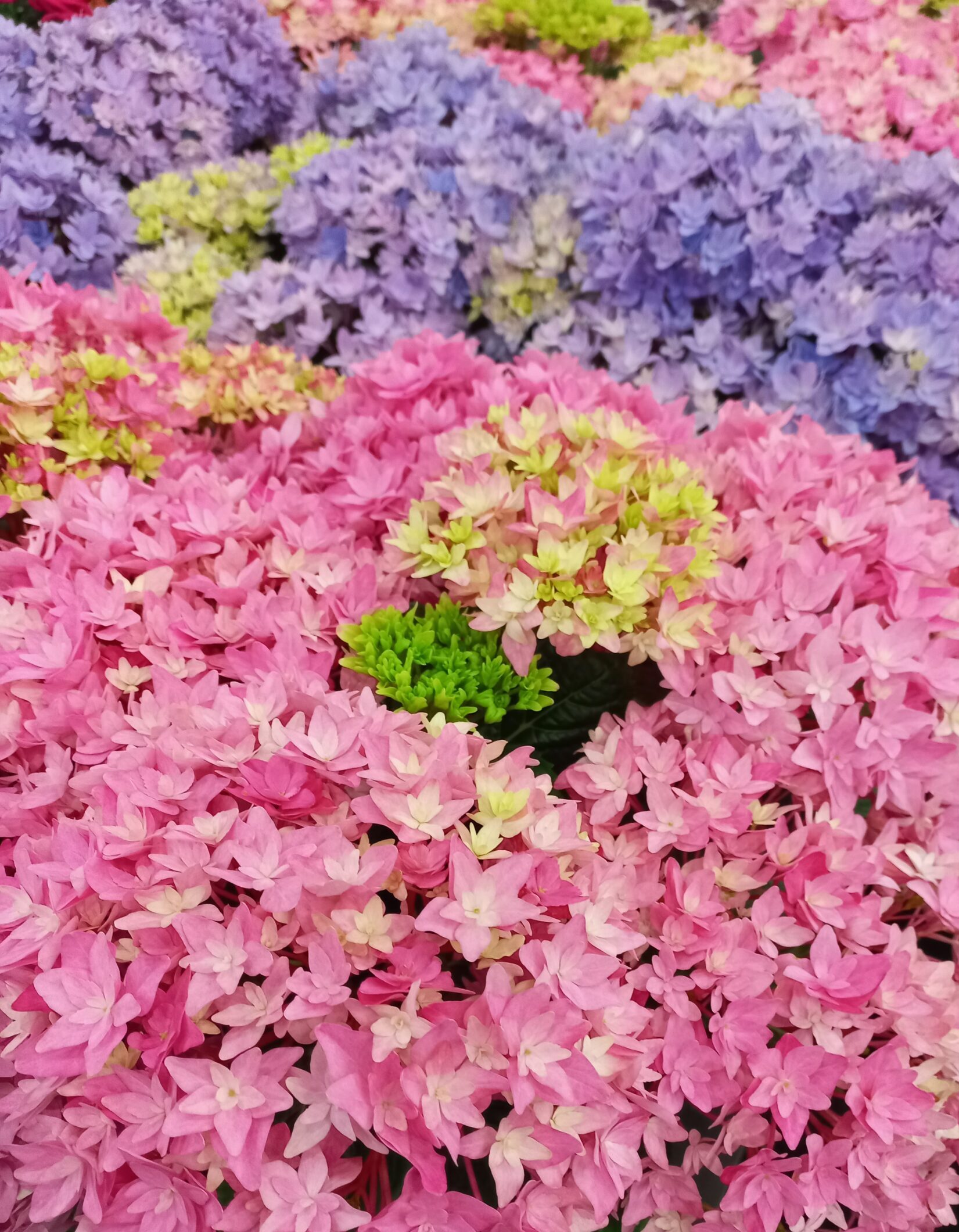 ON SHOW IN MANTS: NEW EARLY FLOWERING HYDRANGEA FROM HBA - Hydrangea