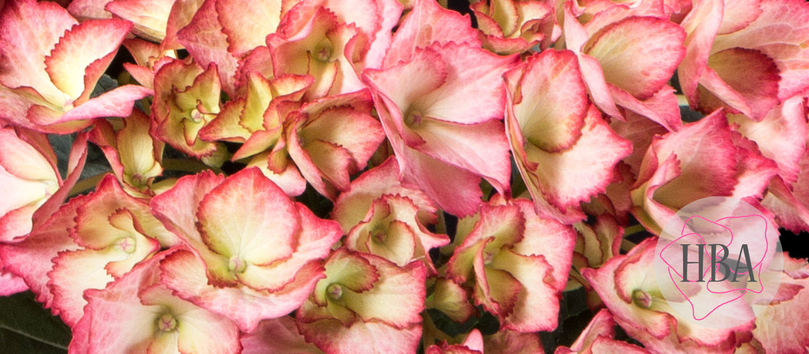 Adula-pink-H211901-HBA-1