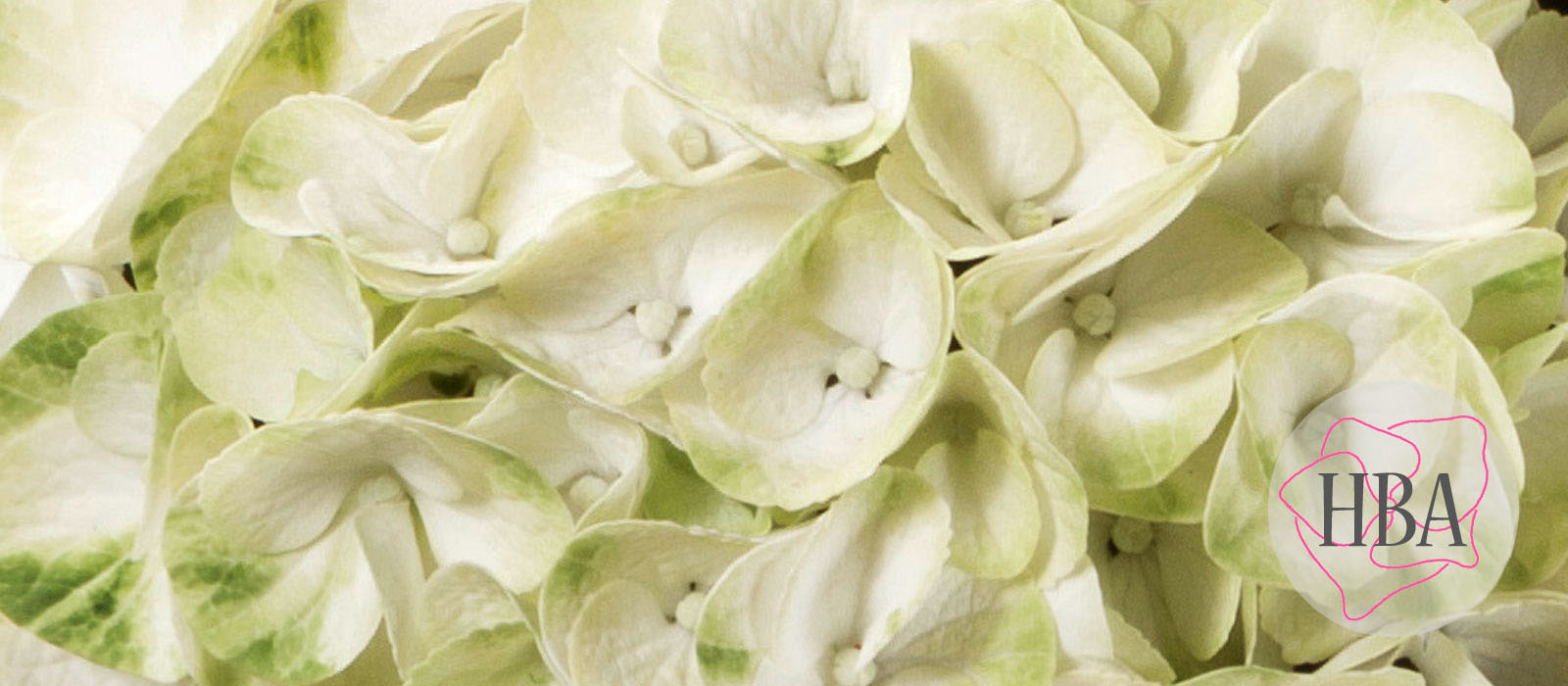 Caipirinha®-H212907-1-HBA-1