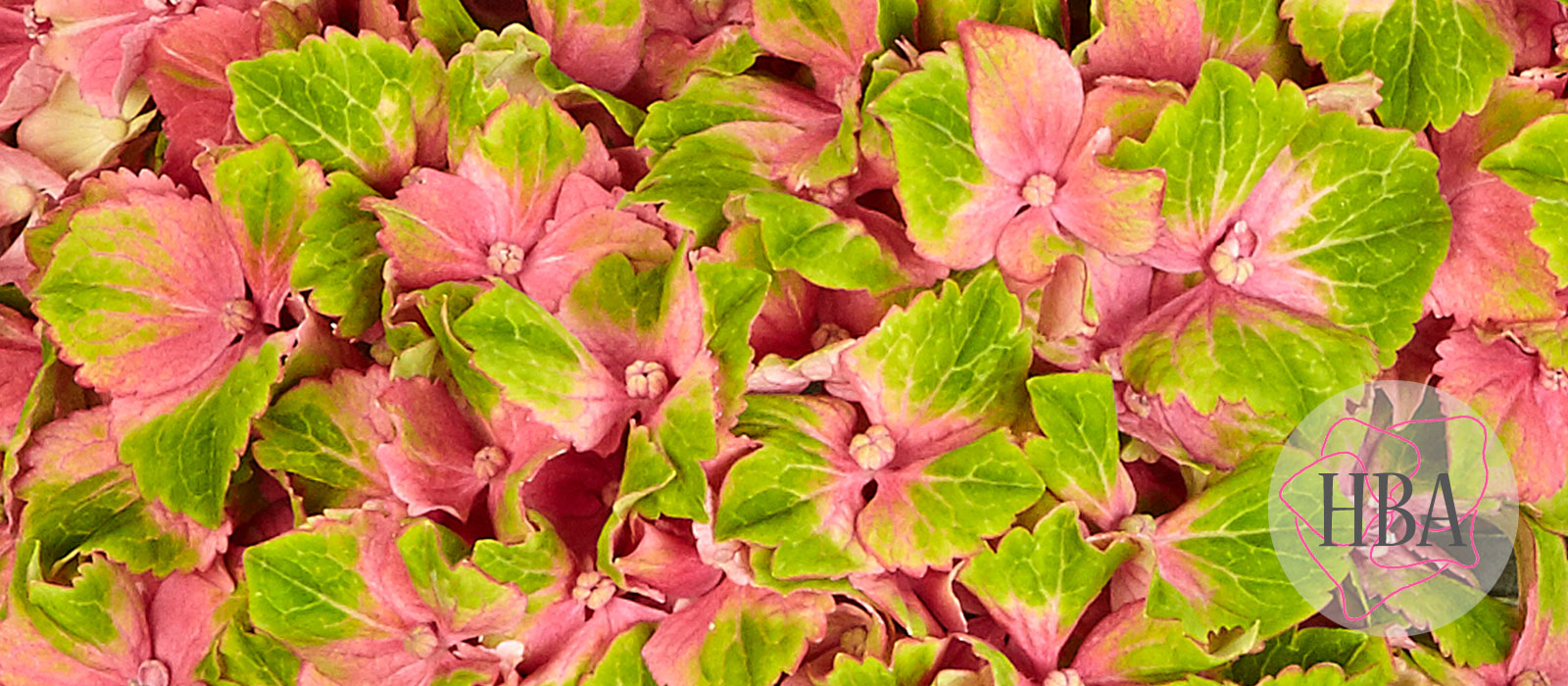 Candy-Lips-H218913-HBA