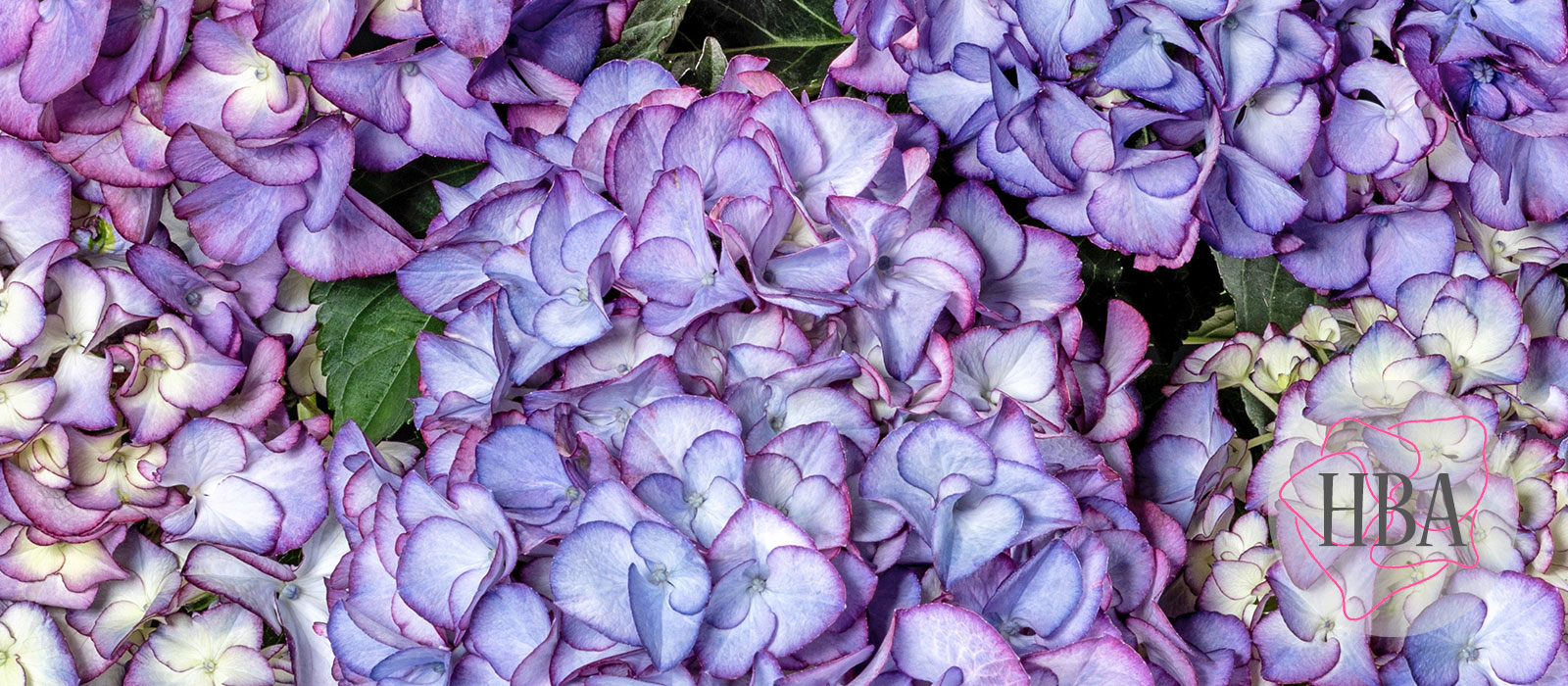 Code-Rose-purple-Logo-HBA-slider-1600-x700