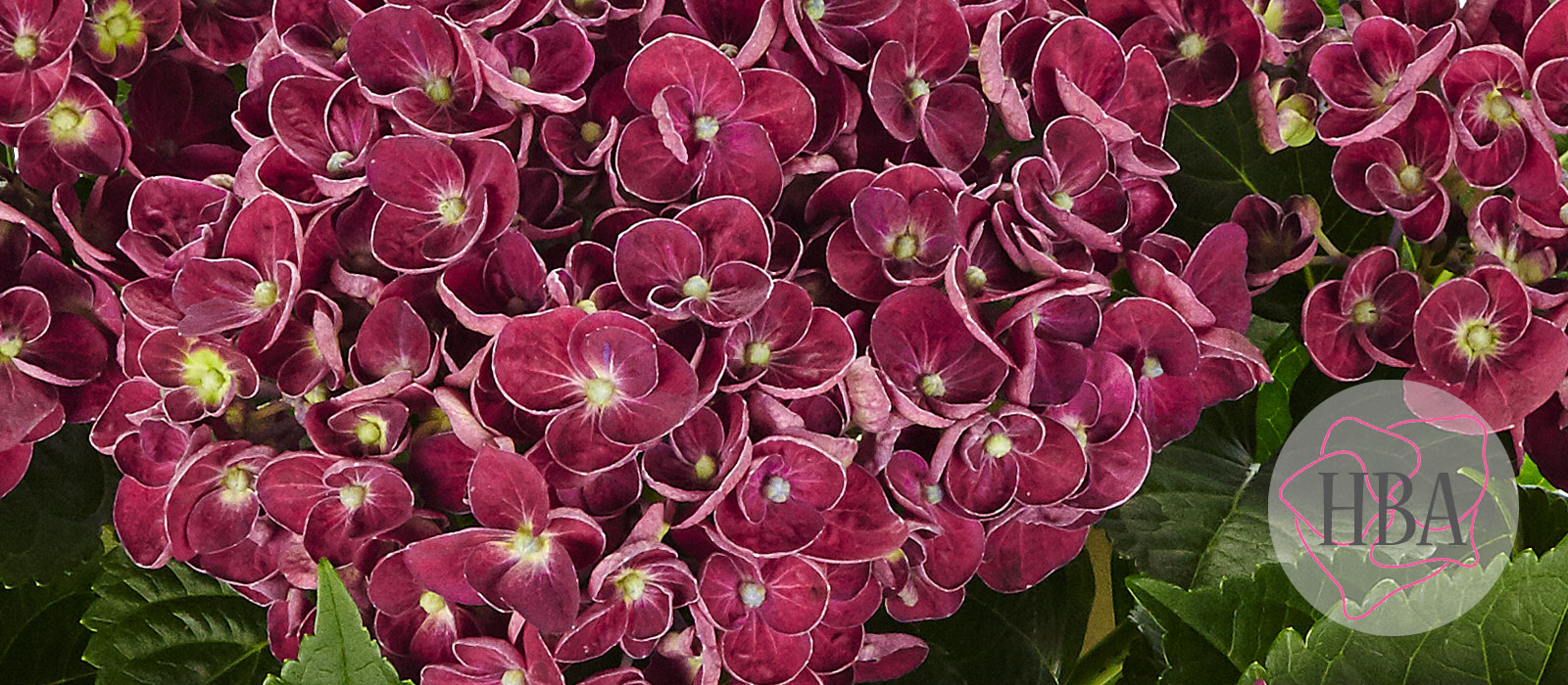 Curly-Wurly-purple-H218918-HBA