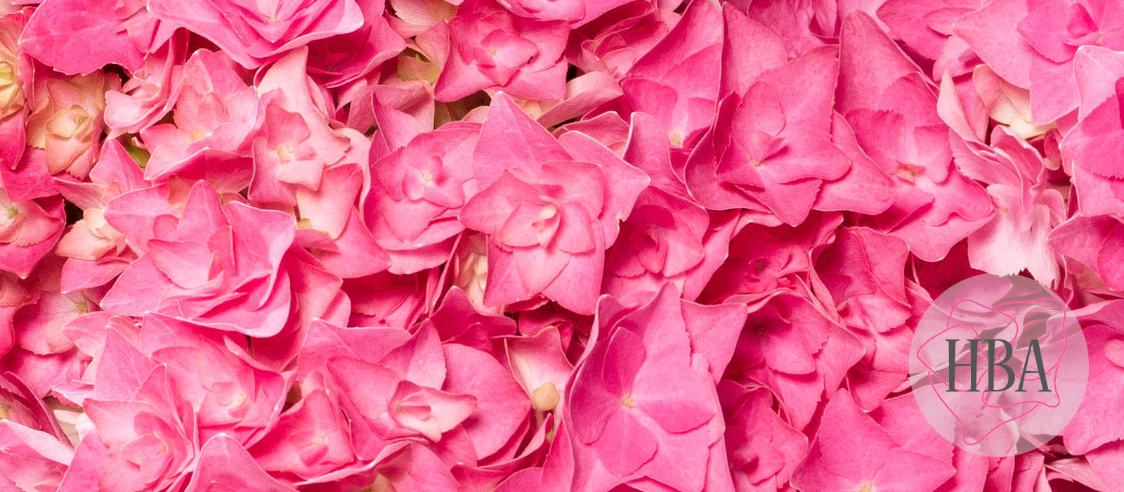 Double-Pink-H216906-1-HBA-2