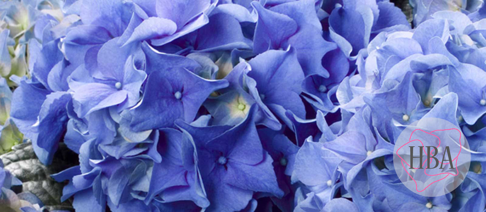 Early®-HBA-202911-1-HBA-2