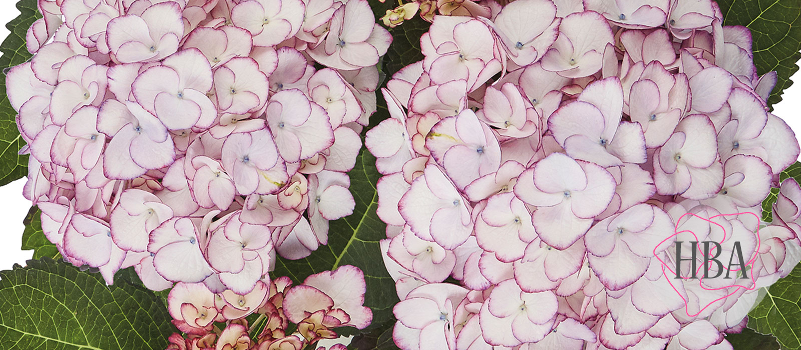 Elfy-purple-HBA-slider-1600-x700