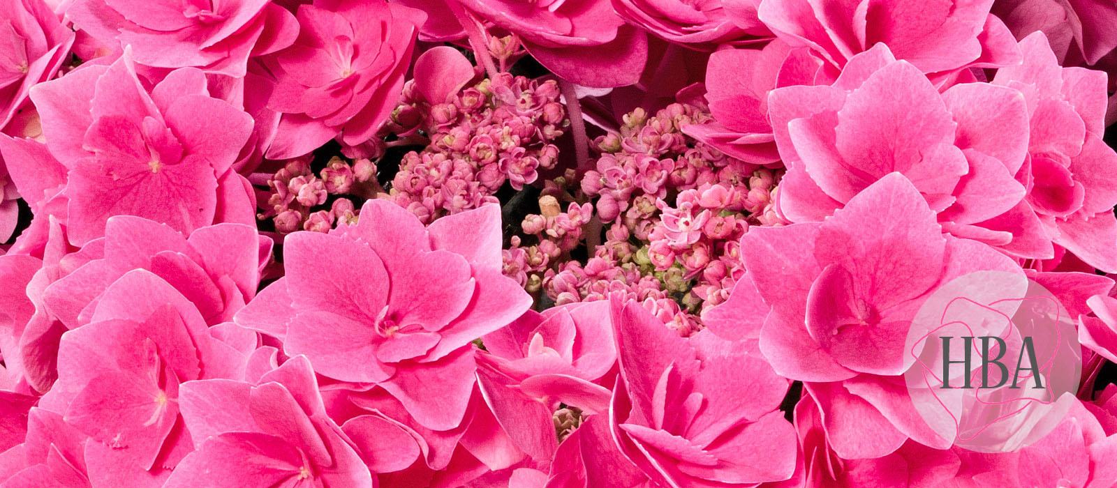 Feather-H217904-1-HBA