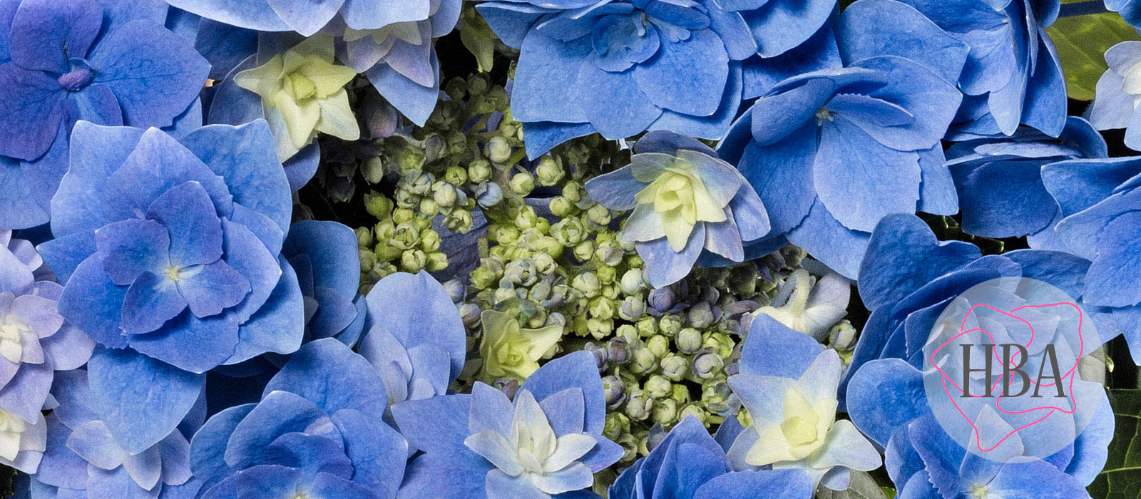 Feather-H217904-blue-HBA