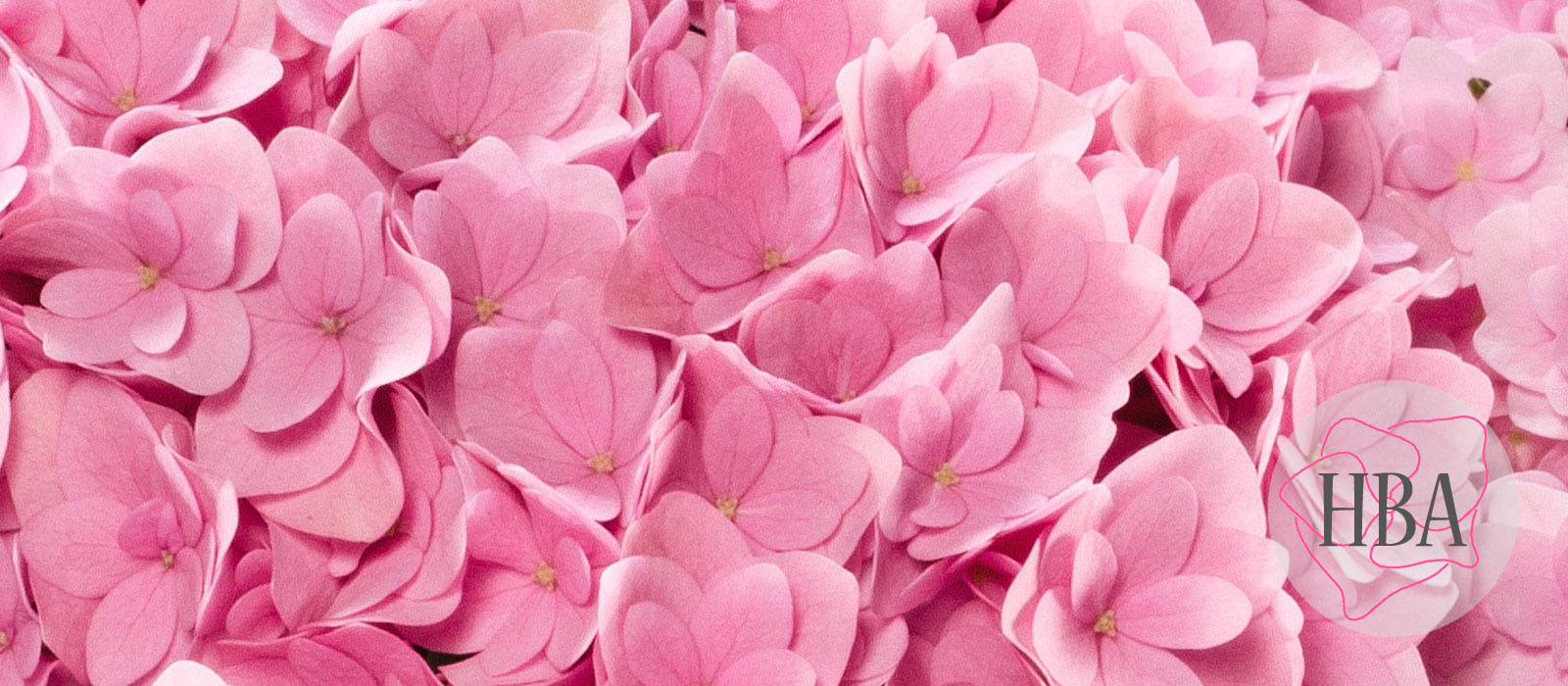 Felina-H217901-1-HBA-1