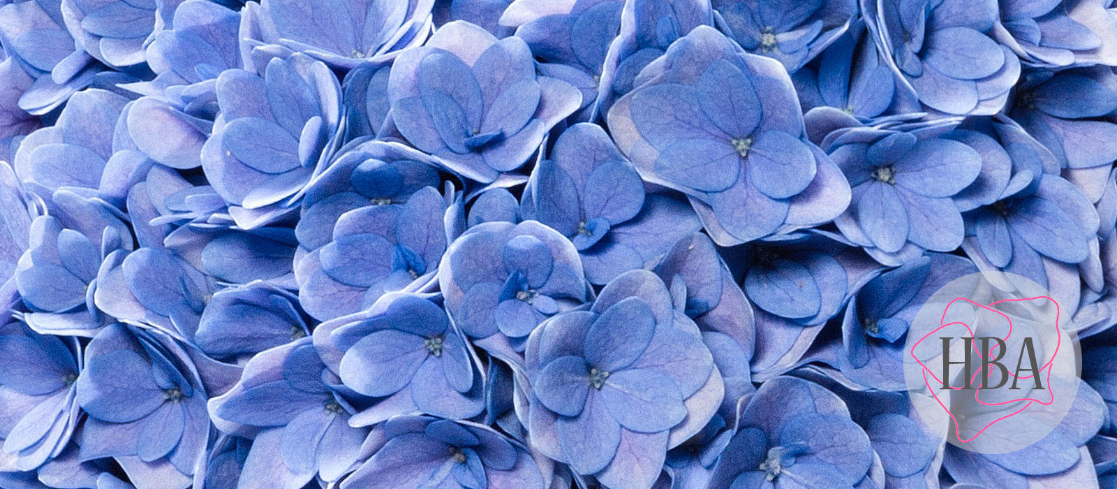 Felina-H217901-2-HBA-1