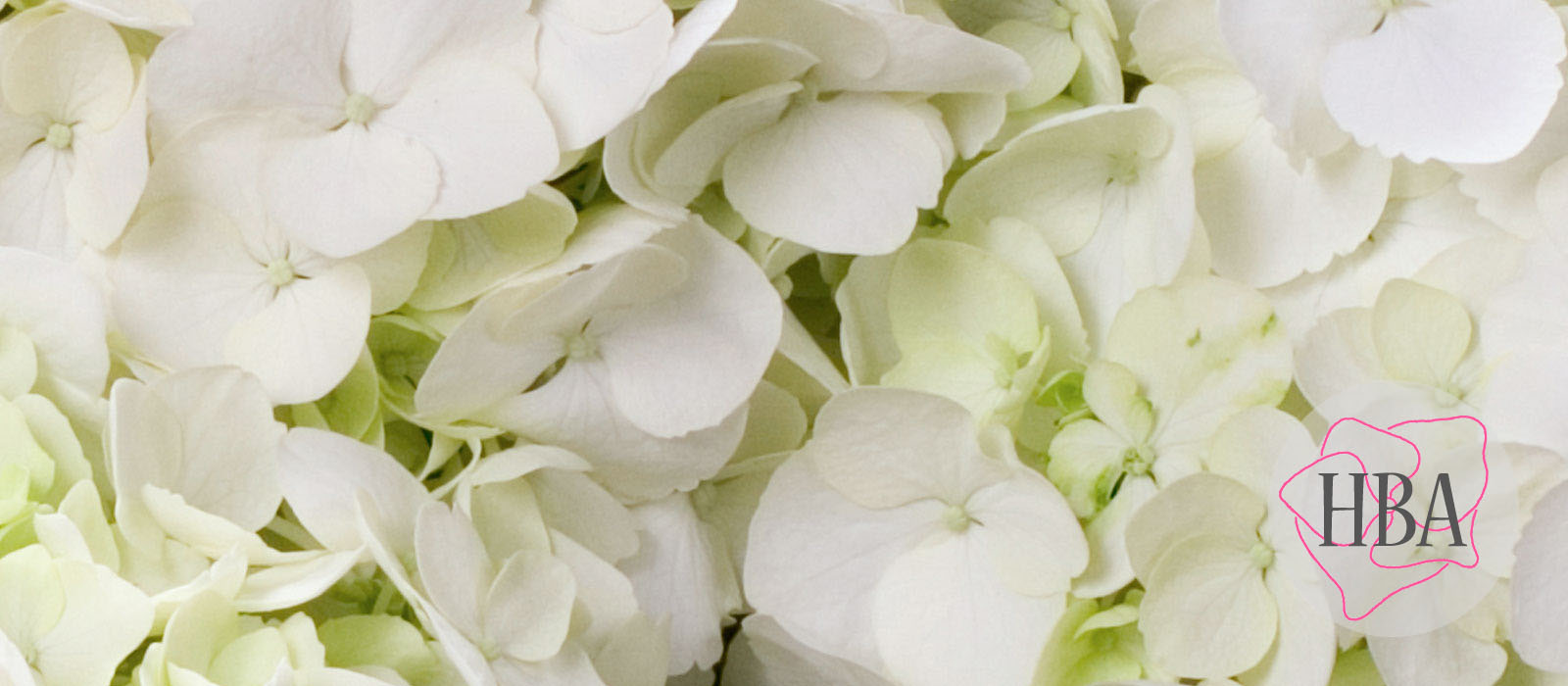 First-White-HBA-202903-HBA-3