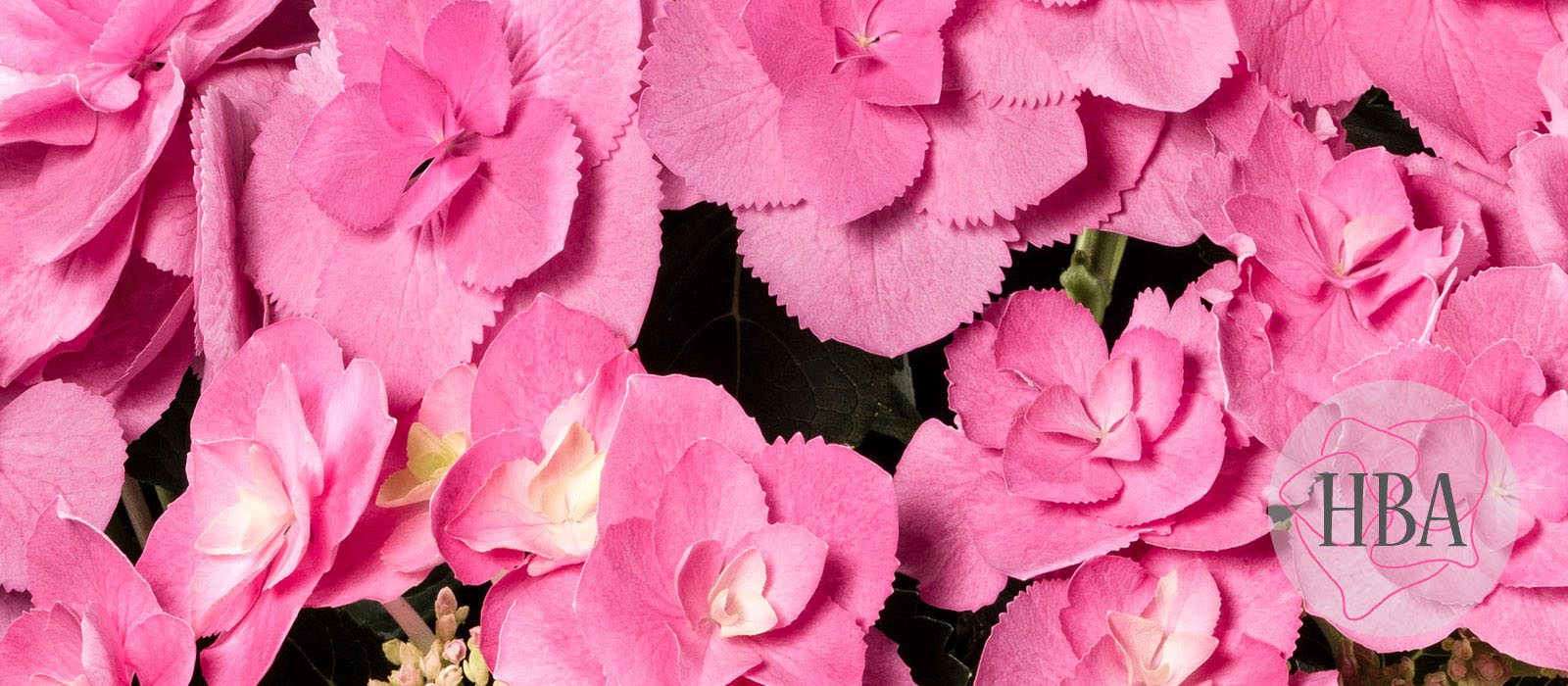 Flame-H217903-pink-HBA