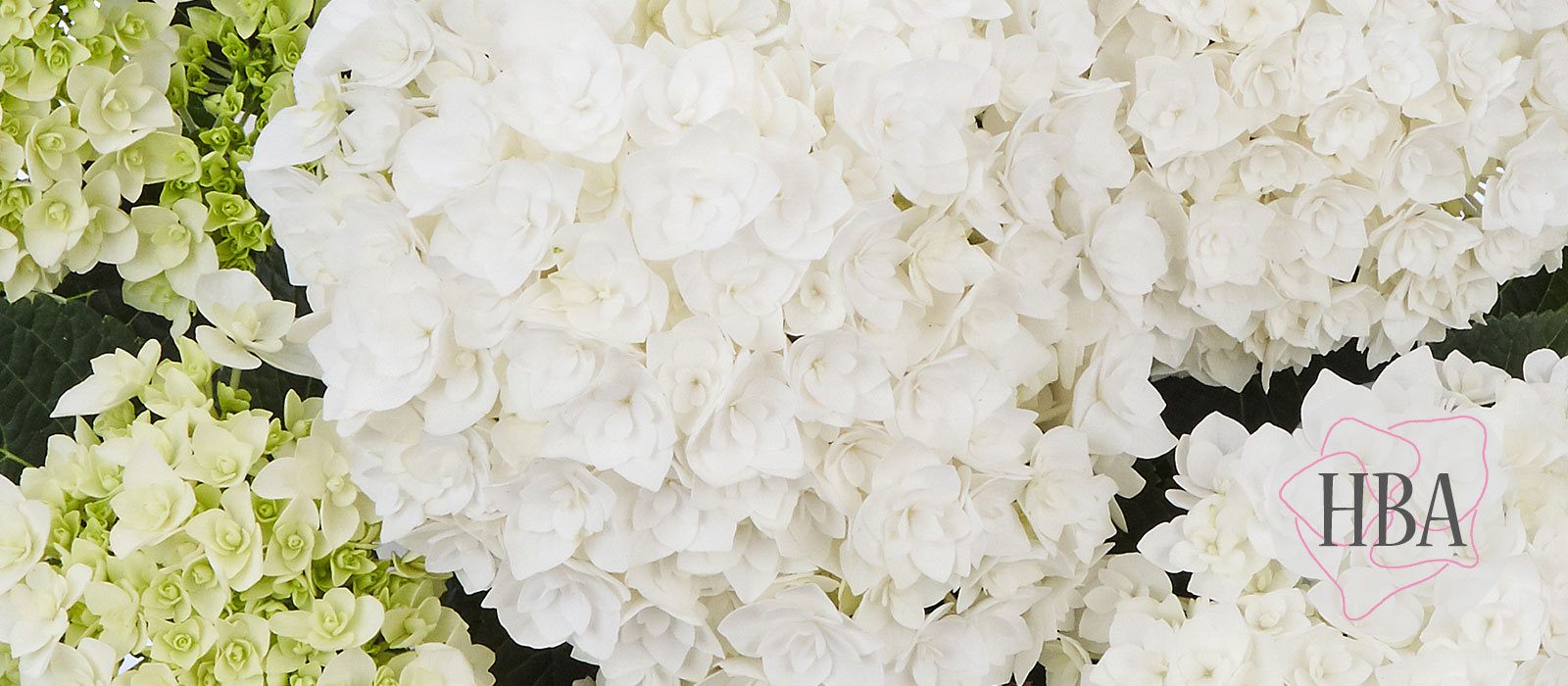 Florencia-H220912-HBA-1