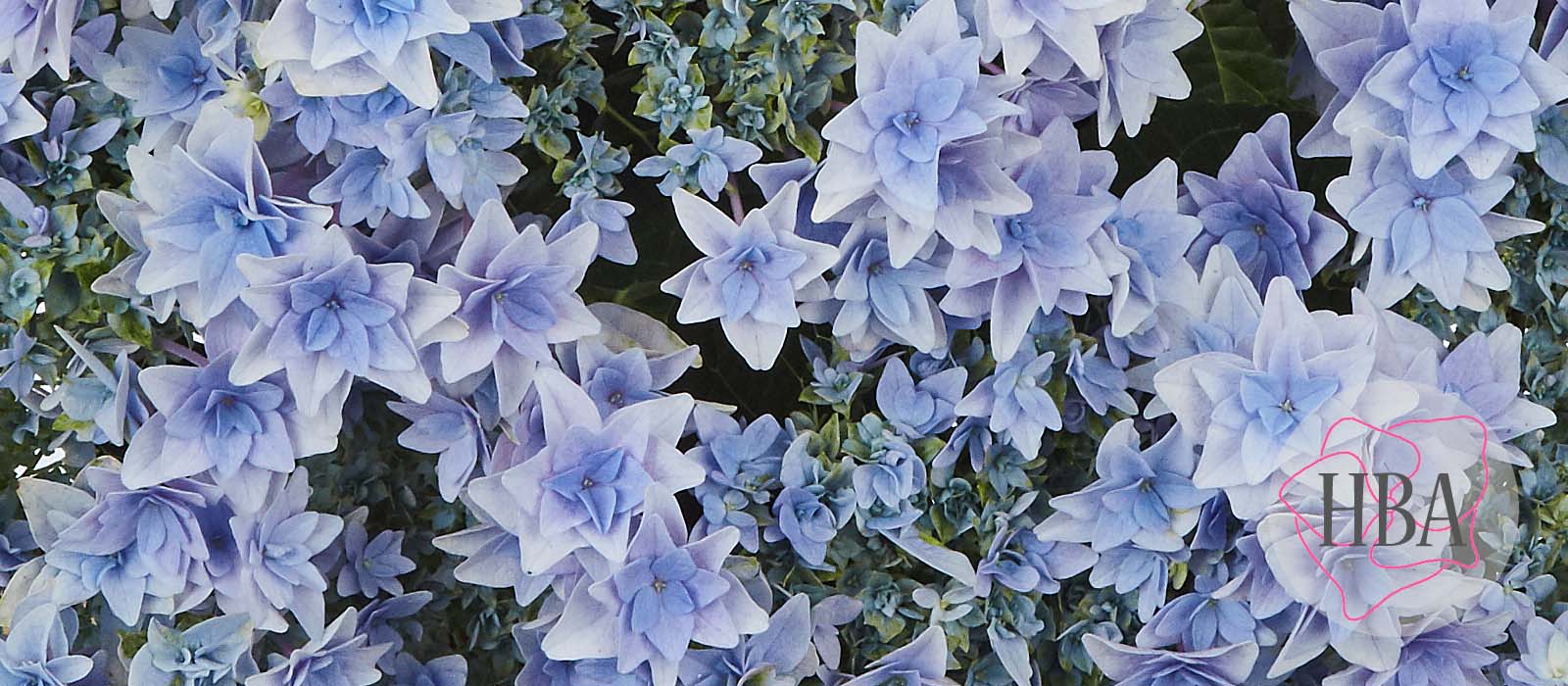 Floria-blue-H220911-HBA-1