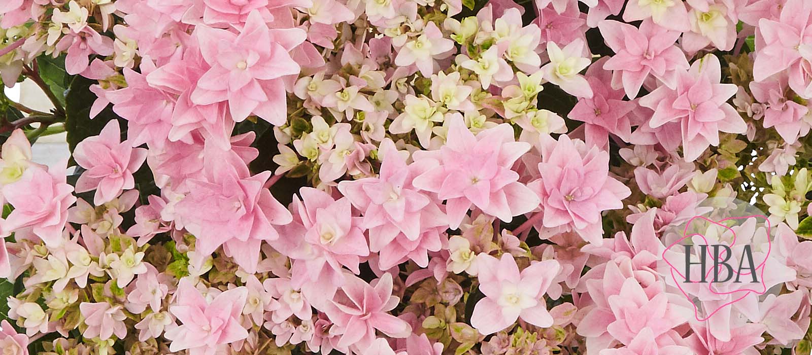 Floria-pink-H220911-HBA-1