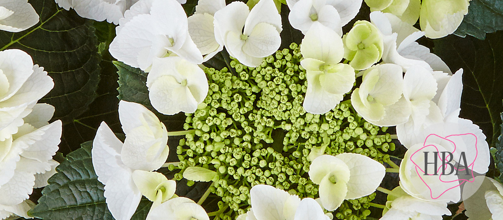 Frisbee-White-impr-H218924-HBA