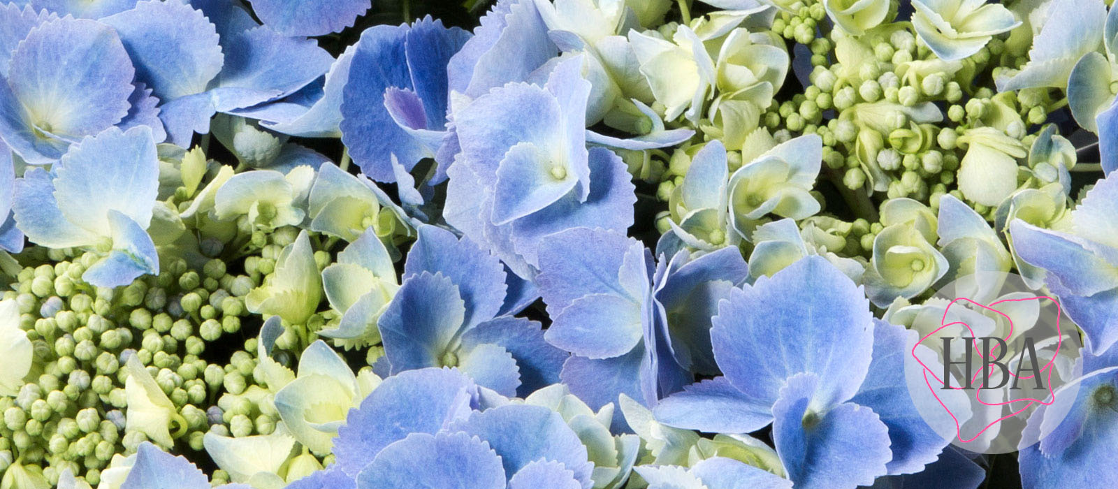 Frisbee®-H211903-blue-HBA