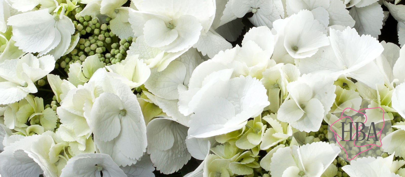 Frisbee®-H212905-white-HBA