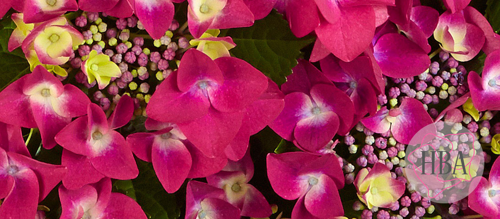 Frisbee®-H213904-hot-pink-HBA-1