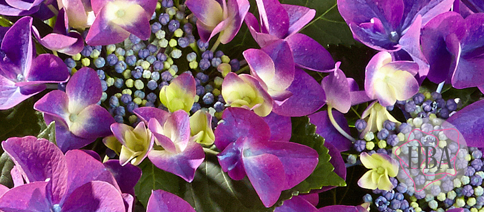 Frisbee®-H213904-purple-HBA