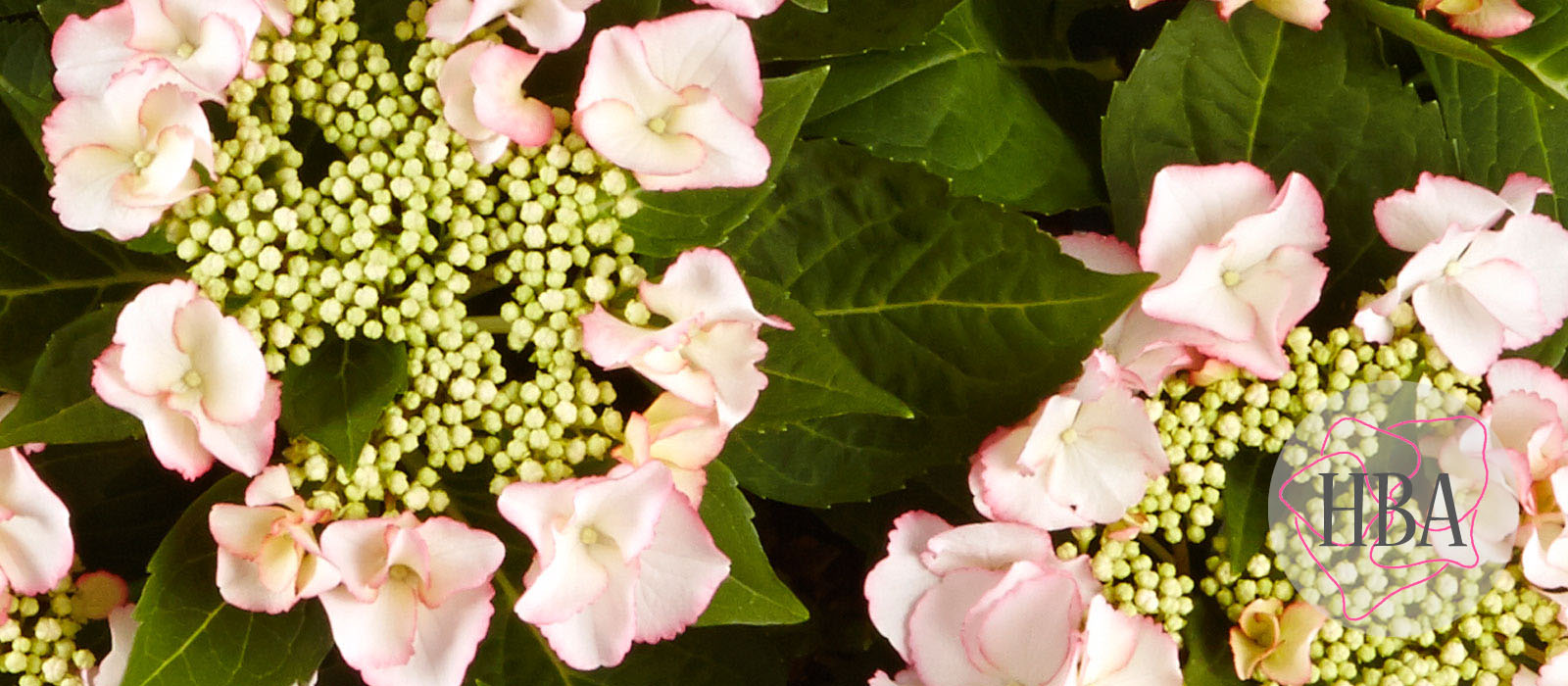 Frisbee®-Petticoat-H213903-HBA-1