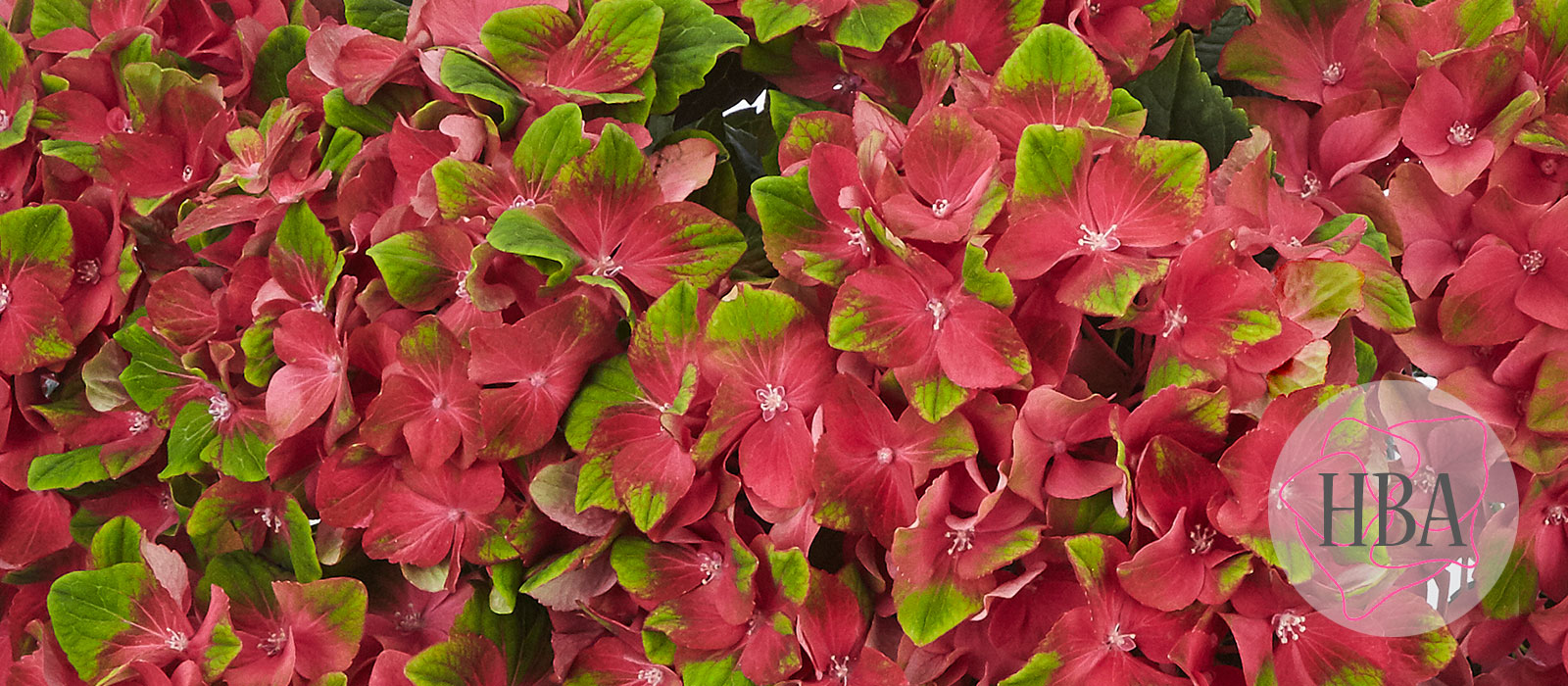 Glossy-Lips-red-HBA-slider-1600-x700