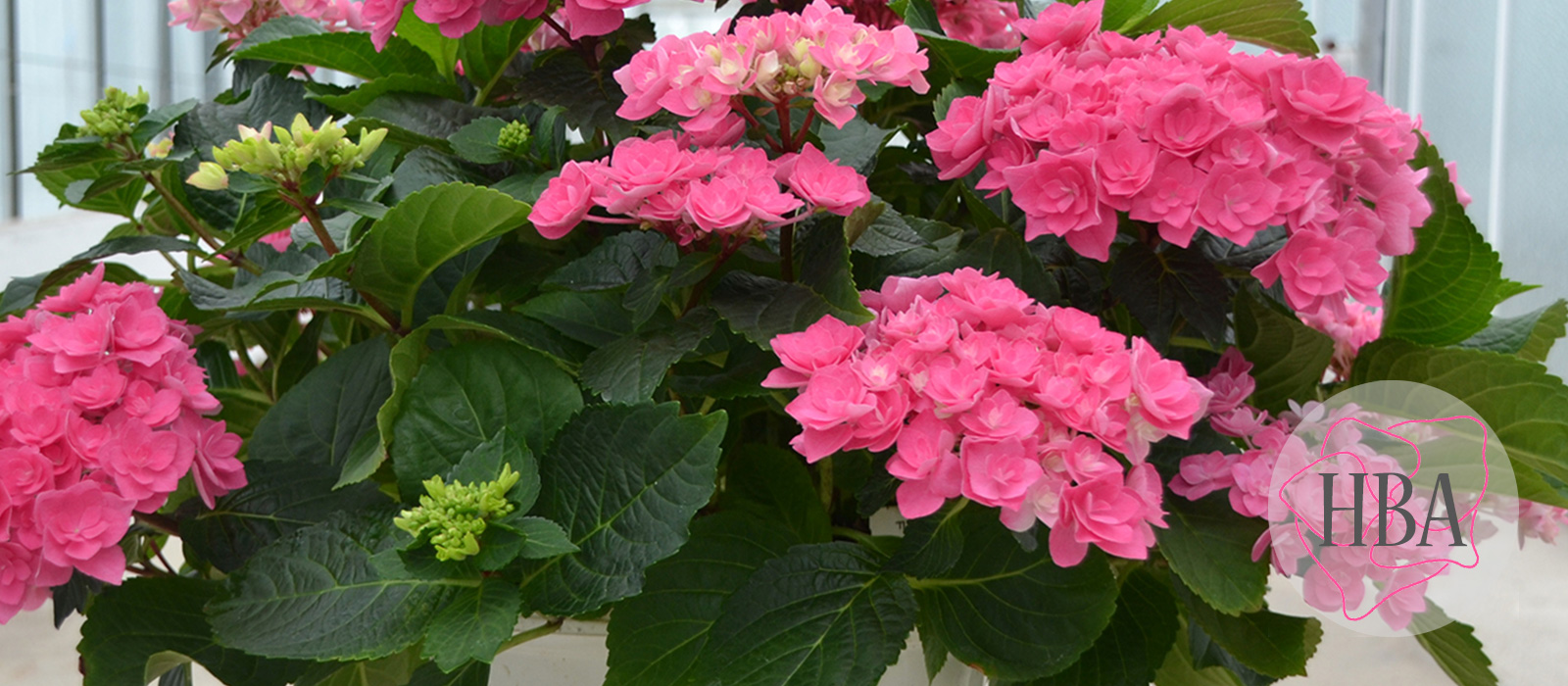 Haba-pink-H218920-HBA-1