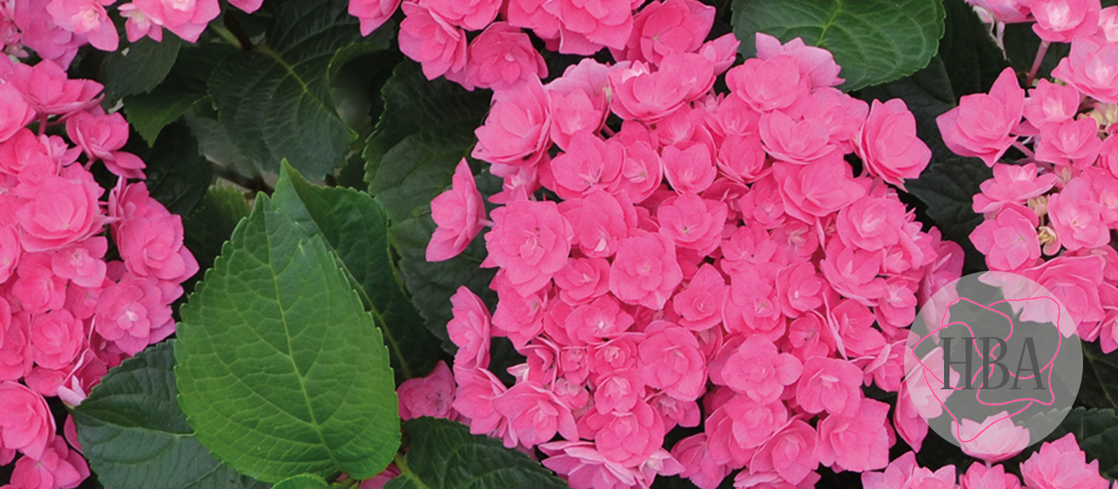 Haba-pink-H218920-HBA