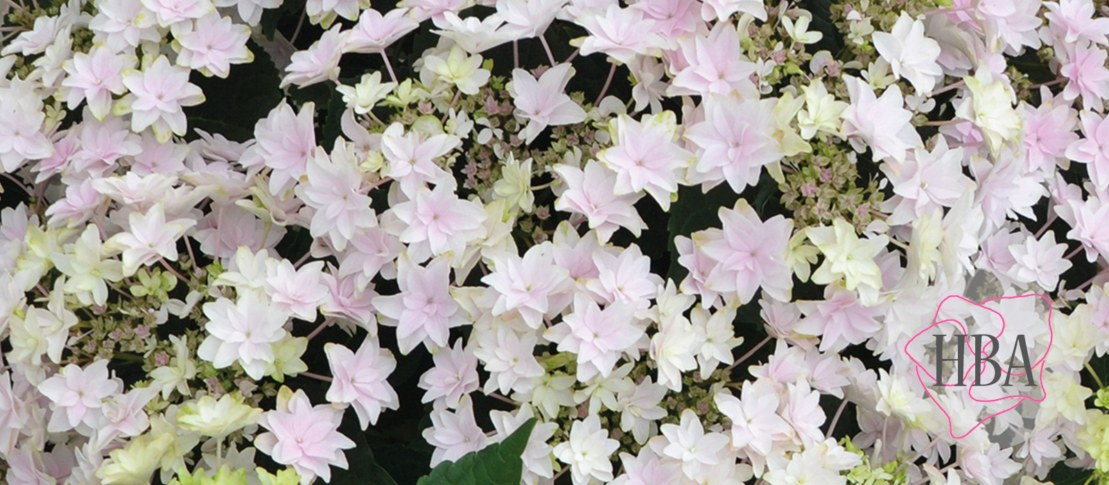 Haba-soft-pink-H218921-HBA