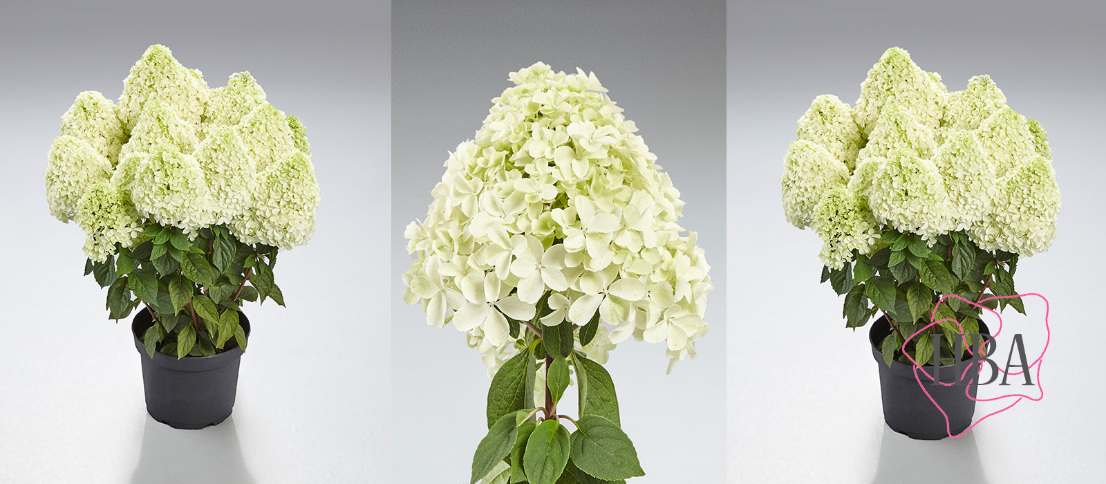 Hydr-paniculata-PANDALUS-2-HBA-slider-1600-x700