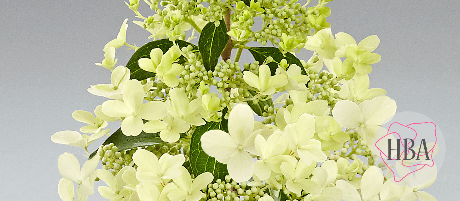 Hydr-paniculata-PANDRIA-HP217904-1-HBA-1