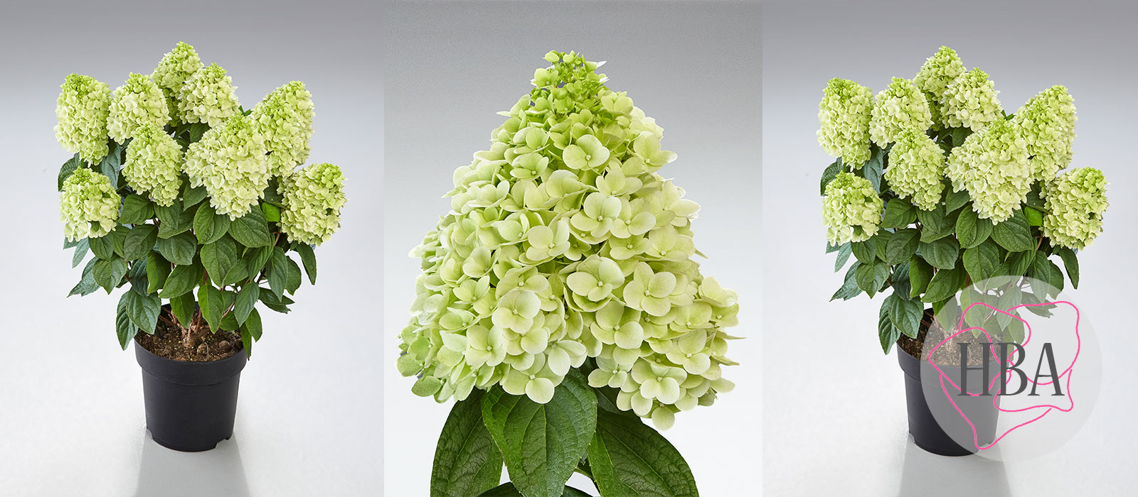 Hydr-paniculata-PANENKA-HP219901-2-HBA