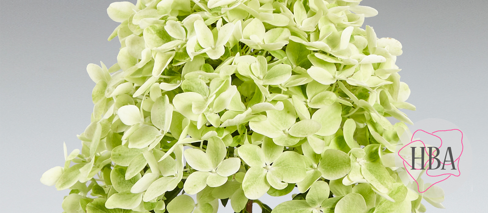 Hydr-paniculata-PANama-2-HBA-slider-1600-x700