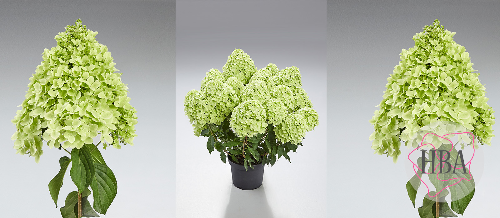 Hydr-paniculata-PANcetta-3-HBA-slider-1600-x700