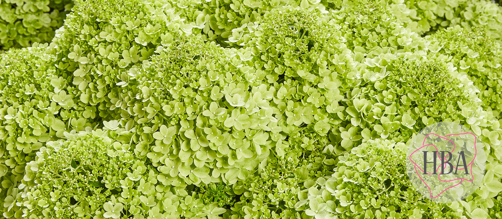 Hydr-paniculata-PANsana-1-HBA-slider-1600-x700