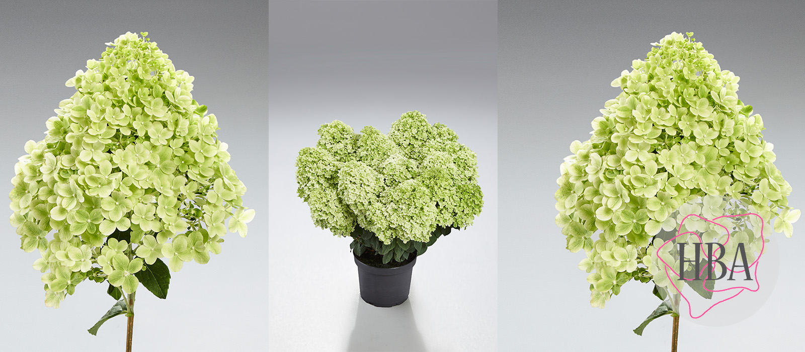 Hydr-paniculata-PANsana-3-HBA-slider-1600-x700