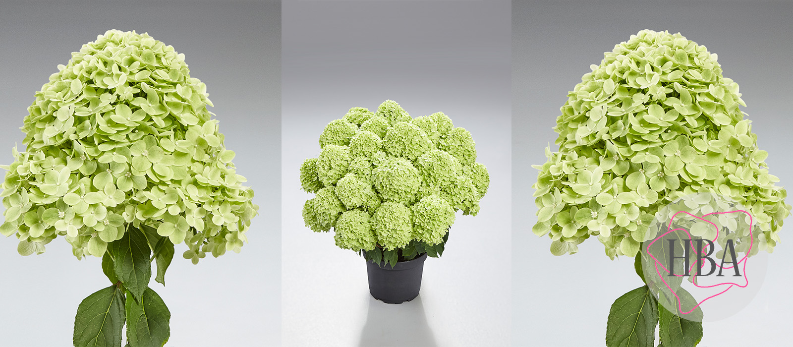 Hydr-paniculata-PANtera-3-HBA-slider-1600-x700