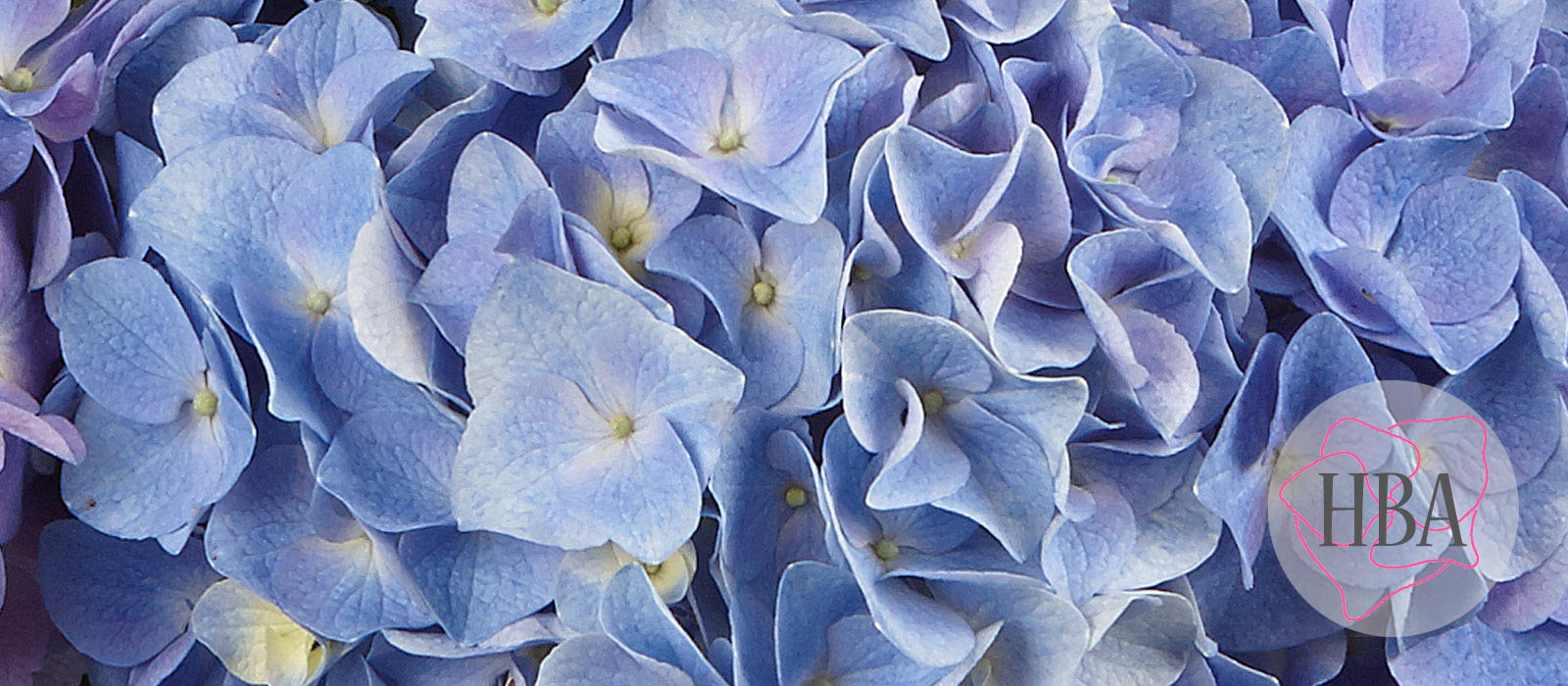 Marine-H212902-HBA-1