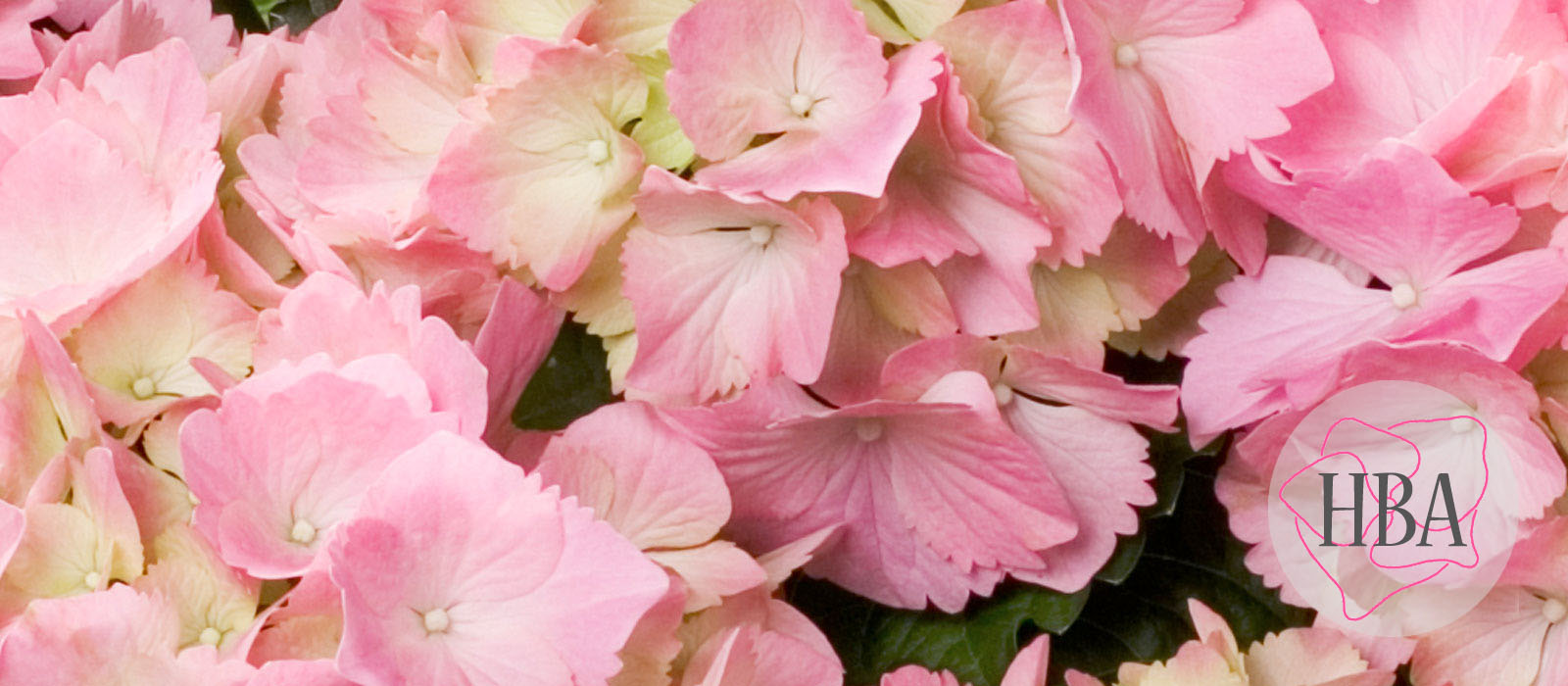 Pink-Sensation-PINK-SENSATION-HBA-3