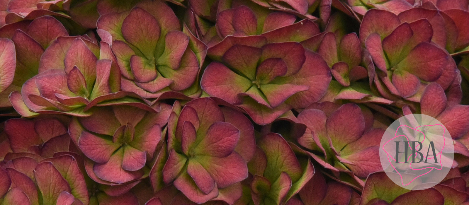 ROYAL-ANASTASIA-blue-classic-H218925-HBA-7