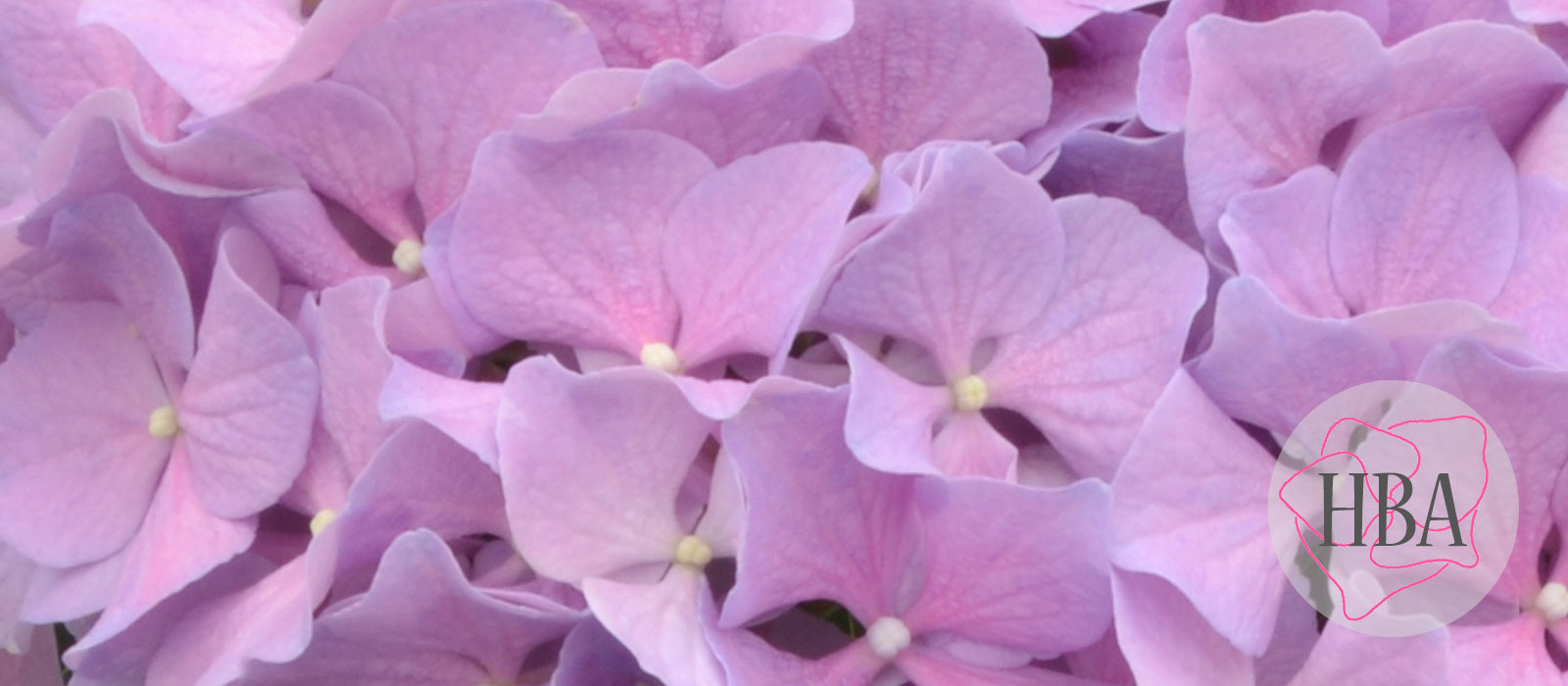 ROYAL-BENEFIT-lavender-H215907-HBA-2