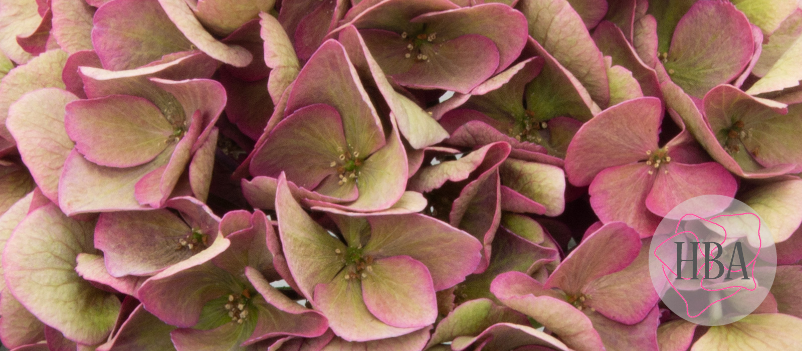 ROYAL-OPERA-classic-H219919-HBA