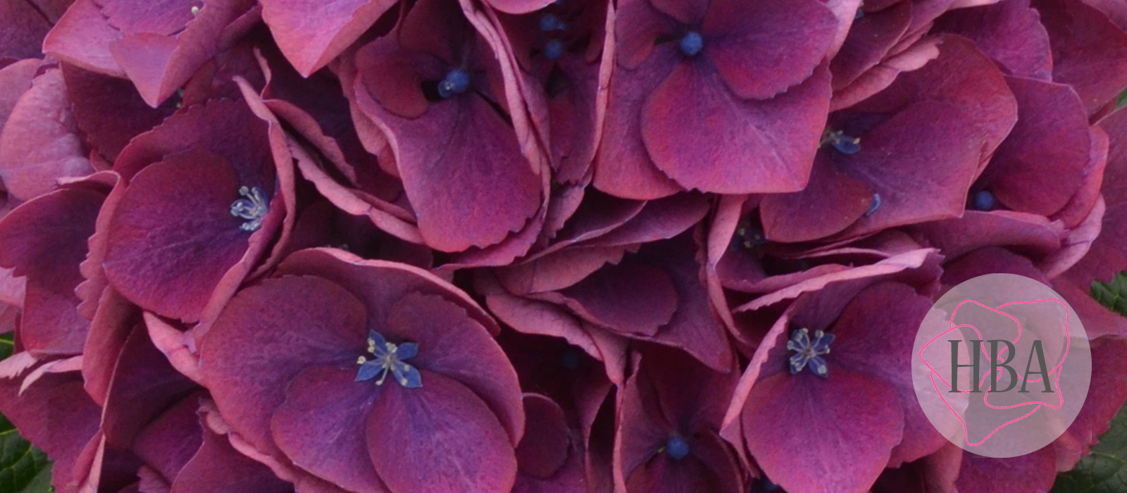 ROYAL-OPERA-purple-H219919-HBA