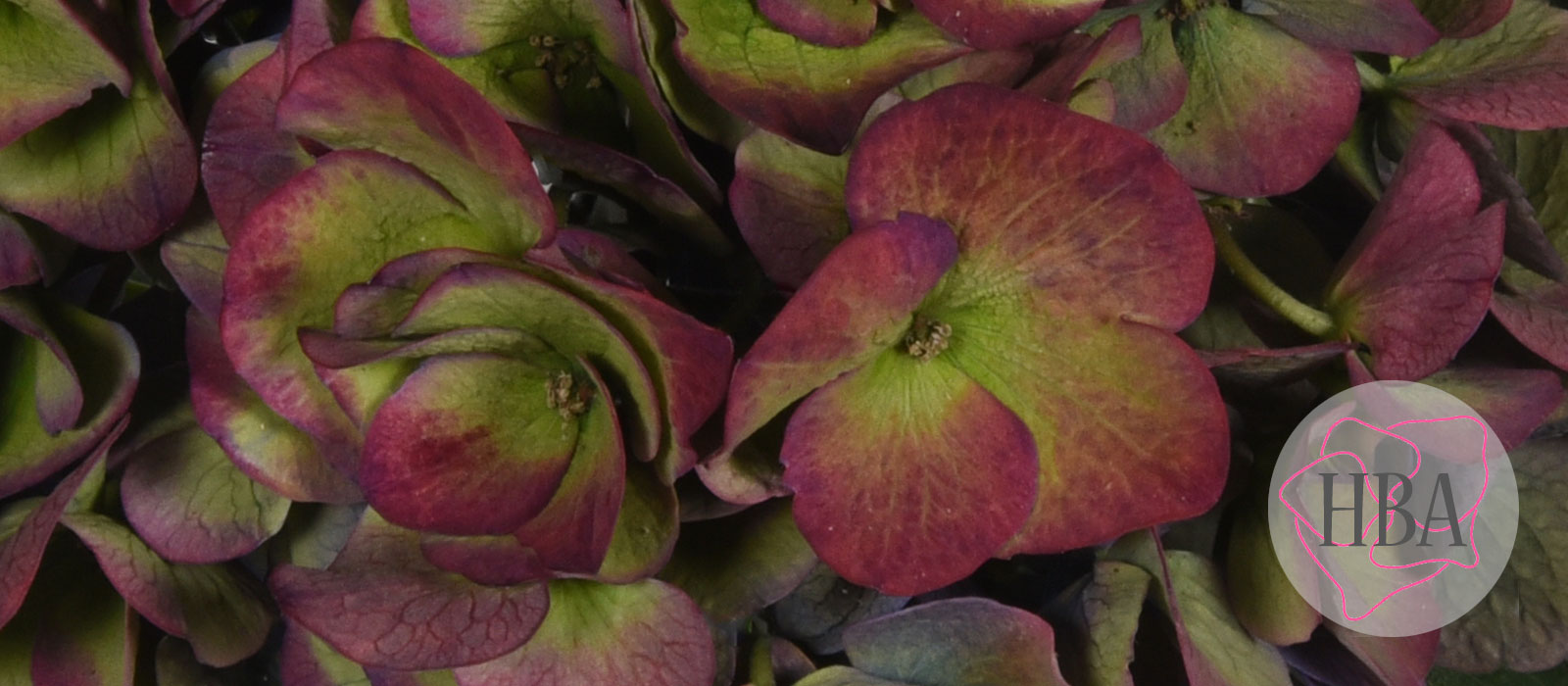 ROYAL-OPERA-purple-classic-H219919-HBA