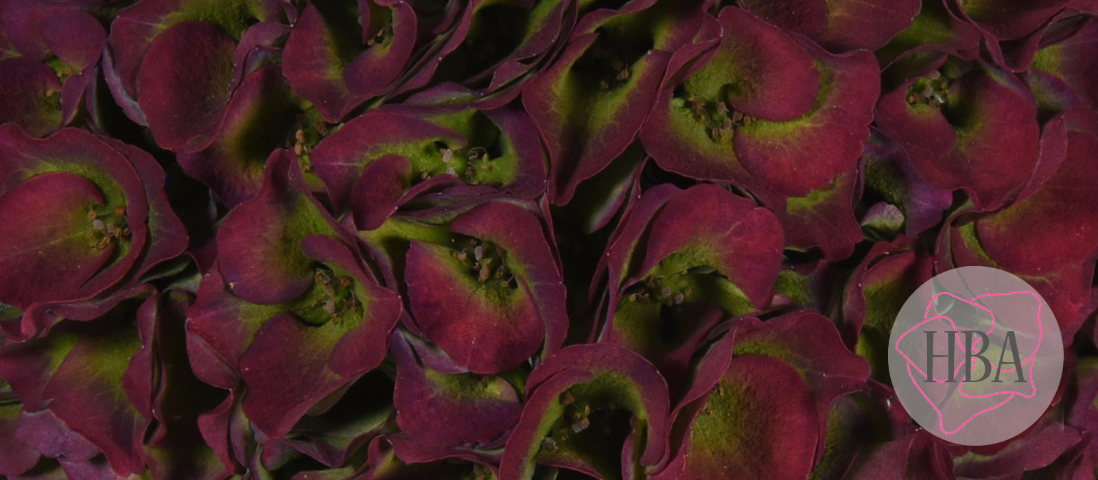 ROYAL-PALACE-blue-classic-H217908-HBA