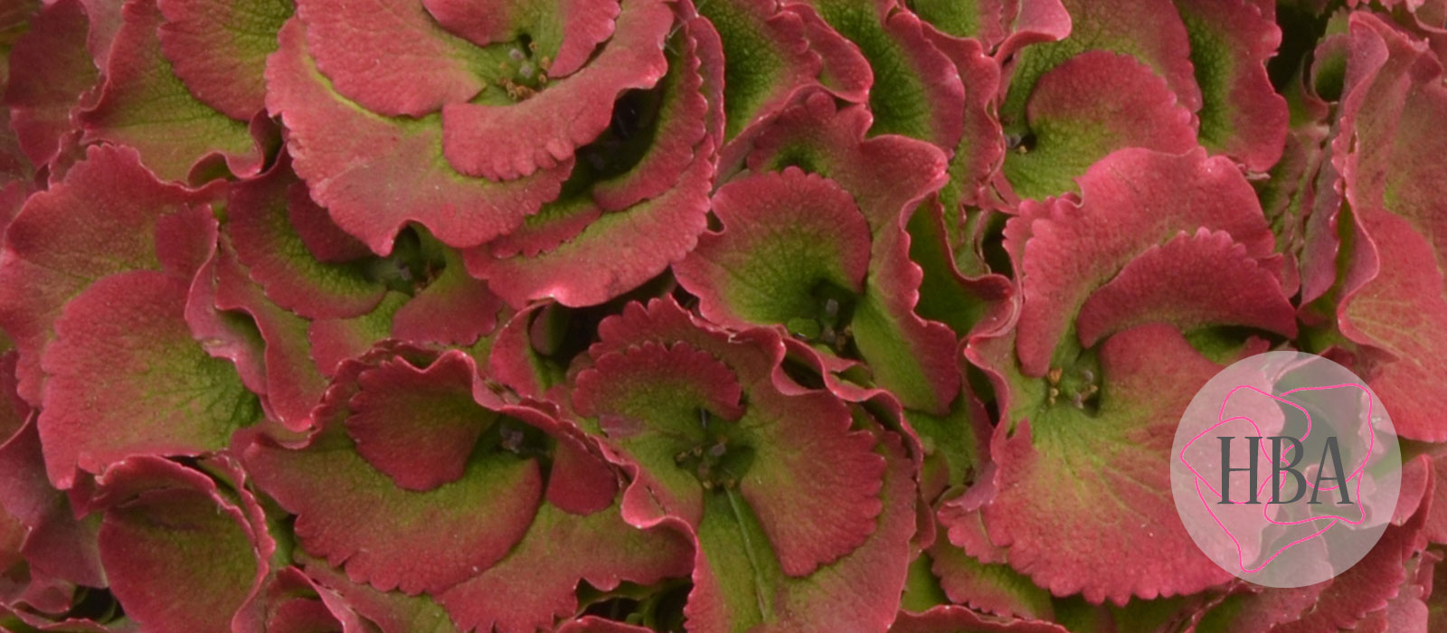 ROYAL-PALACE-classic-red-H217908-HBA-nw