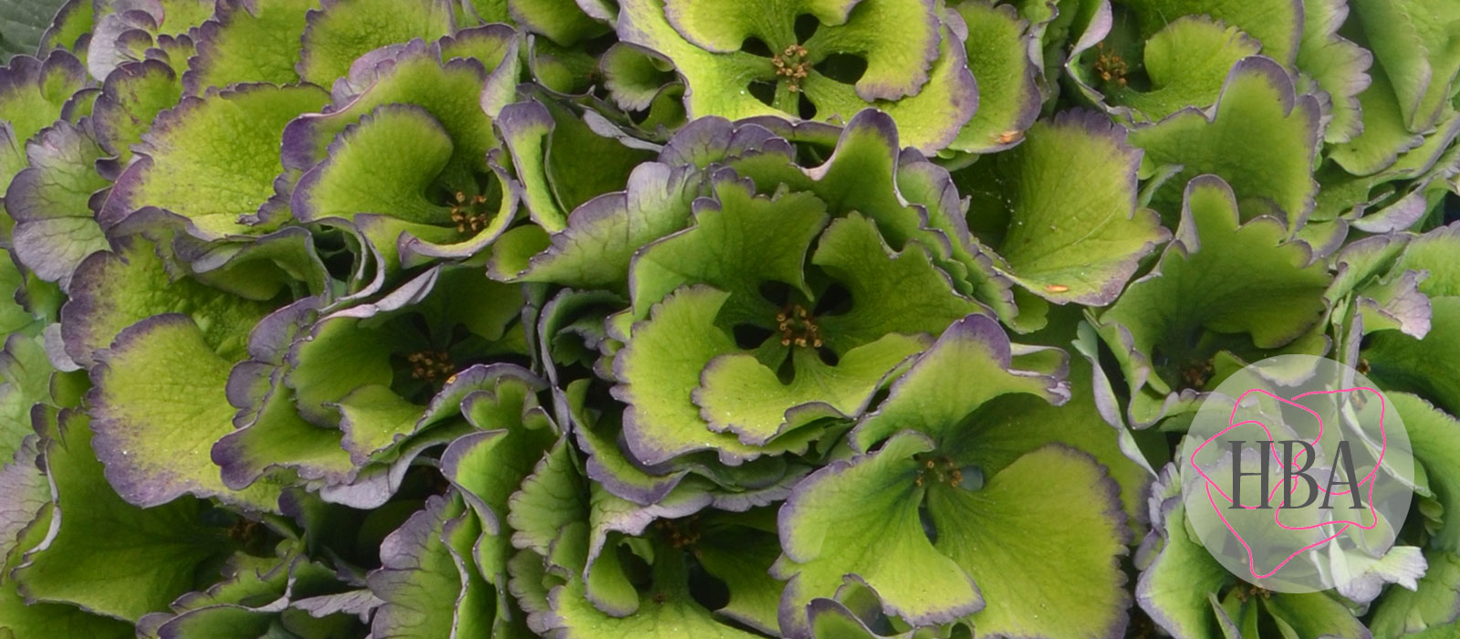 ROYAL-PARADE-classic-H219908-HBA-2