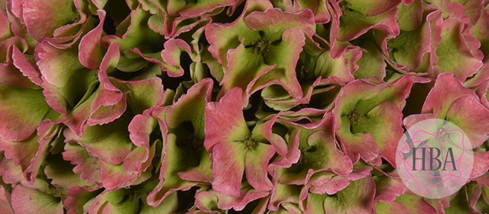 ROYAL-PARADE-classic-H219908-HBA-3