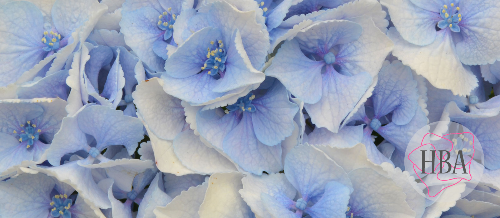 ROYAL-SURPRISE-blue-HBAROYSUR-HBA